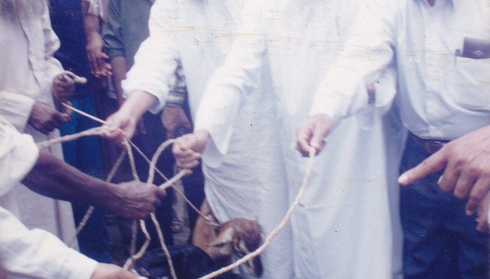 অসহায় দুস্থদের মাঝে ছাগল বিতরন করছেন মাওলানা আবুল কালাম মোহাম্মাদ ইউসুফ।